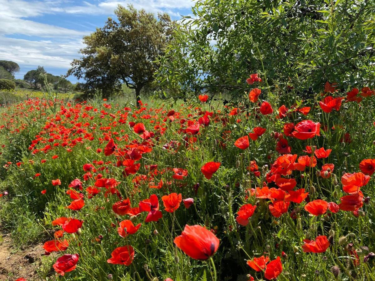 Mas Des Tournevents Bed & Breakfast Lezignan-Corbieres Bagian luar foto